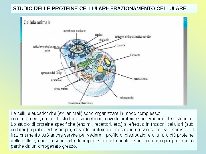 STUDIO DELLE PROTEINE CELLULARI- FRAZIONAMENTO CELLULARE Le cellule eucariotiche (ex. animali) sono organizzate in