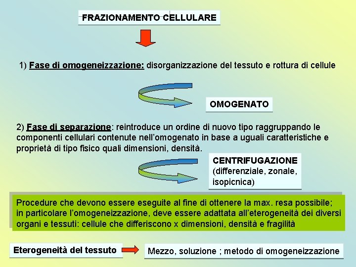 FRAZIONAMENTO CELLULARE 1) Fase di omogeneizzazione: disorganizzazione del tessuto e rottura di cellule OMOGENATO