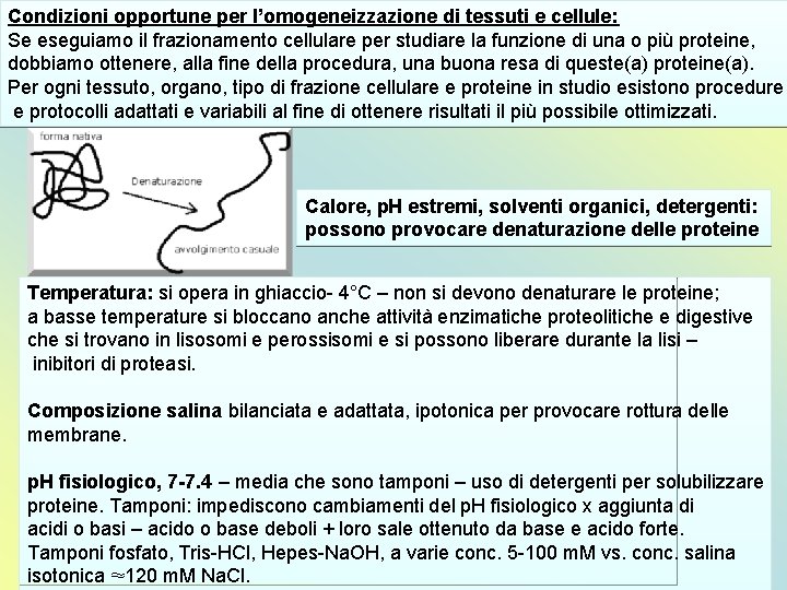 Condizioni opportune per l’omogeneizzazione di tessuti e cellule: Se eseguiamo il frazionamento cellulare per