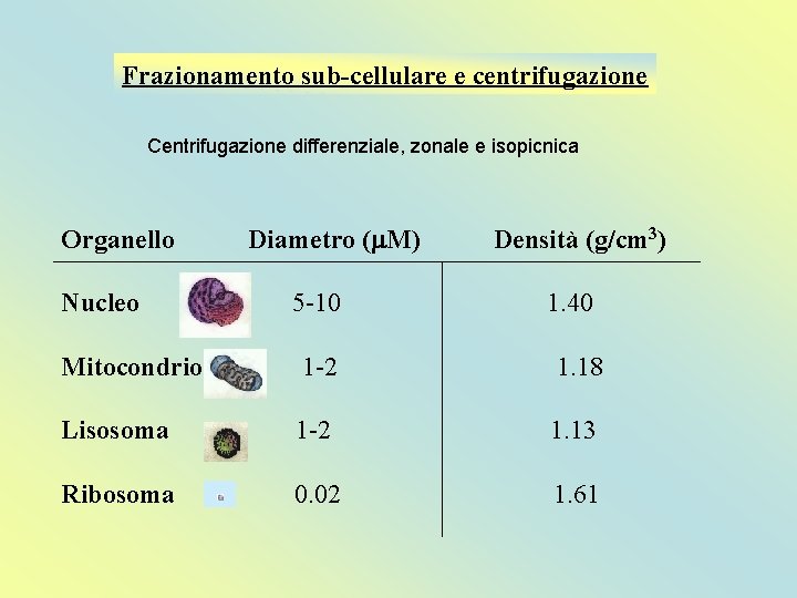 Frazionamento sub-cellulare e centrifugazione Centrifugazione differenziale, zonale e isopicnica Organello Nucleo Diametro (m. M)