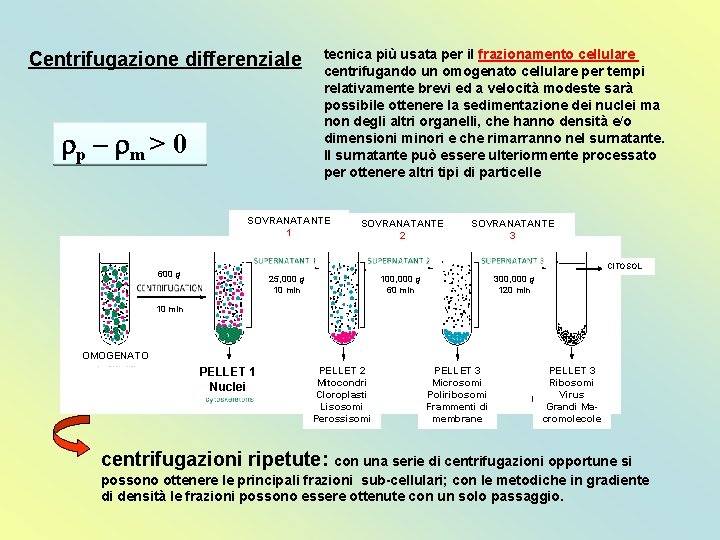 Centrifugazione differenziale rp – rm > 0 tecnica più usata per il frazionamento cellulare