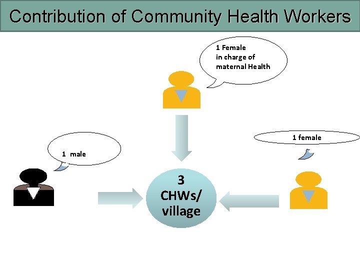Contribution of Community Health Workers 1 Female in charge of maternal Health 1 female