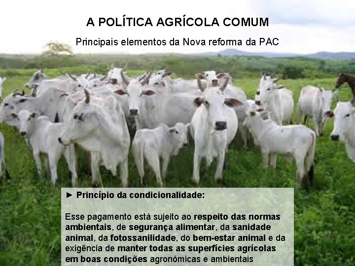 A POLÍTICA AGRÍCOLA COMUM Principais elementos da Nova reforma da PAC ► Princípio da