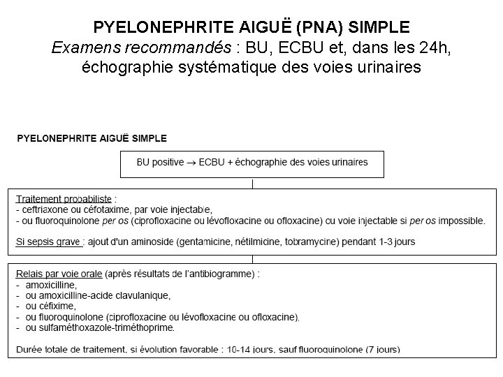 PYELONEPHRITE AIGUË (PNA) SIMPLE Examens recommandés : BU, ECBU et, dans les 24 h,