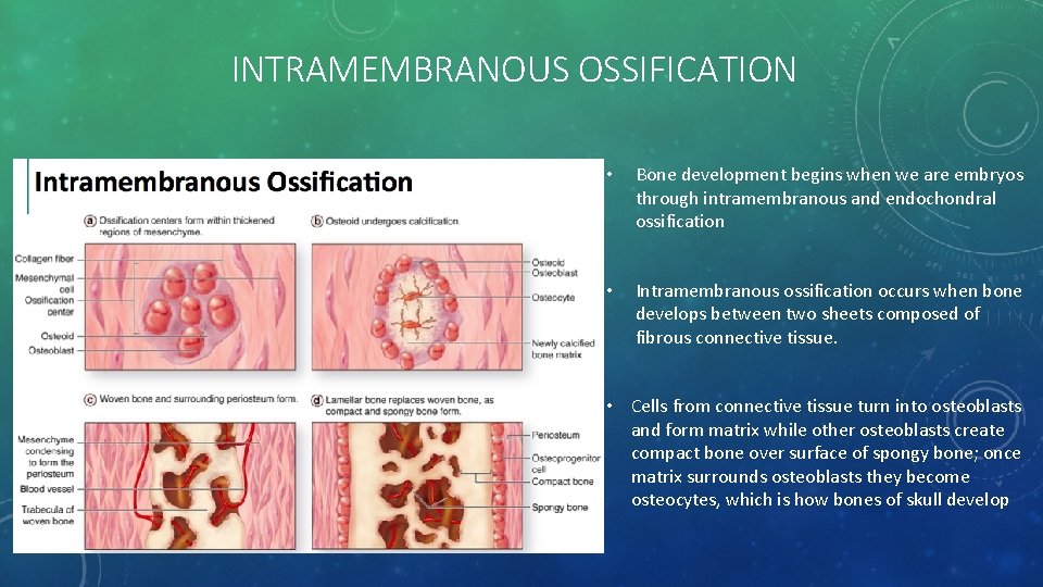 INTRAMEMBRANOUS OSSIFICATION • Bone development begins when we are embryos through intramembranous and endochondral