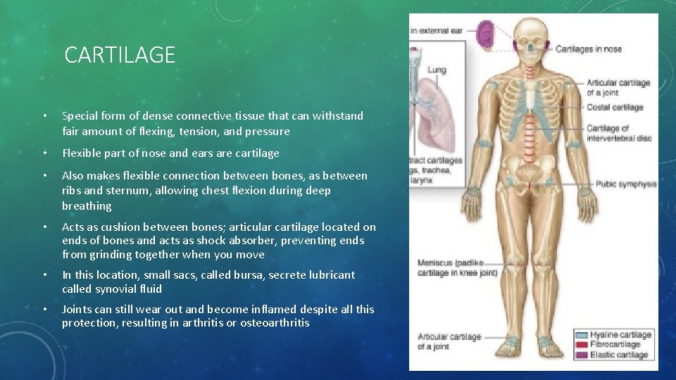 CARTILAGE • Special form of dense connective tissue that can withstand fair amount of