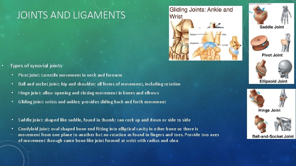 JOINTS AND LIGAMENTS • Types of synovial joints • Pivot joint: turnstile movement in