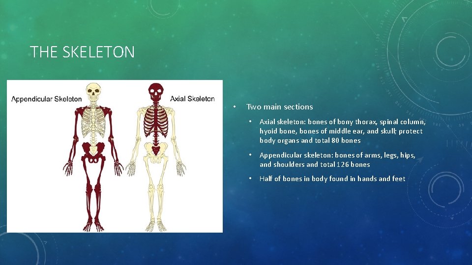 THE SKELETON • Two main sections • Axial skeleton: bones of bony thorax, spinal