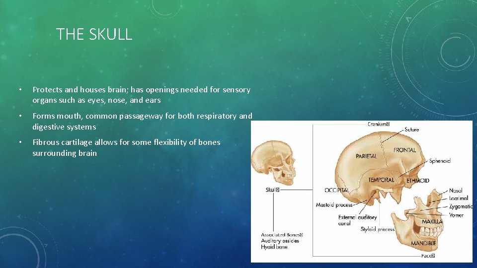 THE SKULL • Protects and houses brain; has openings needed for sensory organs such