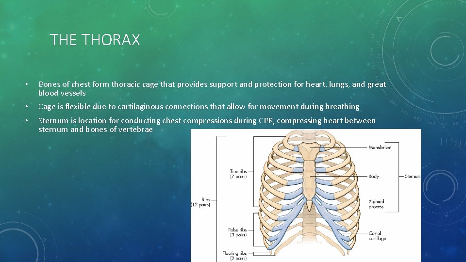 THE THORAX • Bones of chest form thoracic cage that provides support and protection