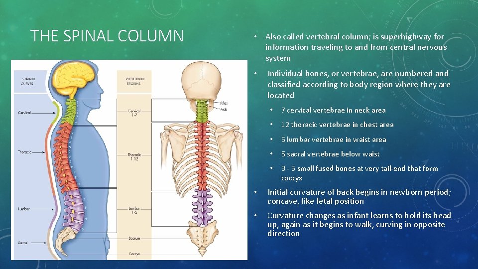 THE SPINAL COLUMN • Also called vertebral column; is superhighway for information traveling to