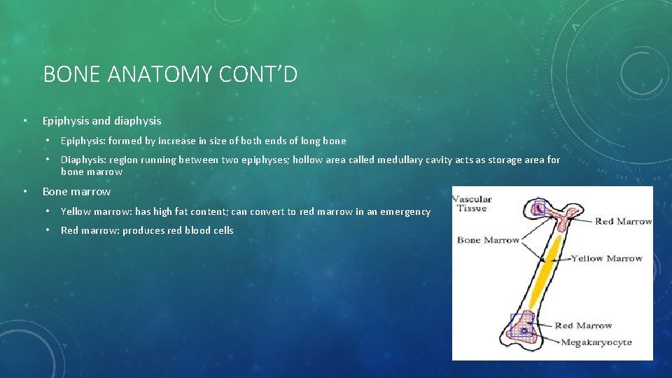 BONE ANATOMY CONT’D • • Epiphysis and diaphysis • Epiphysis: formed by increase in