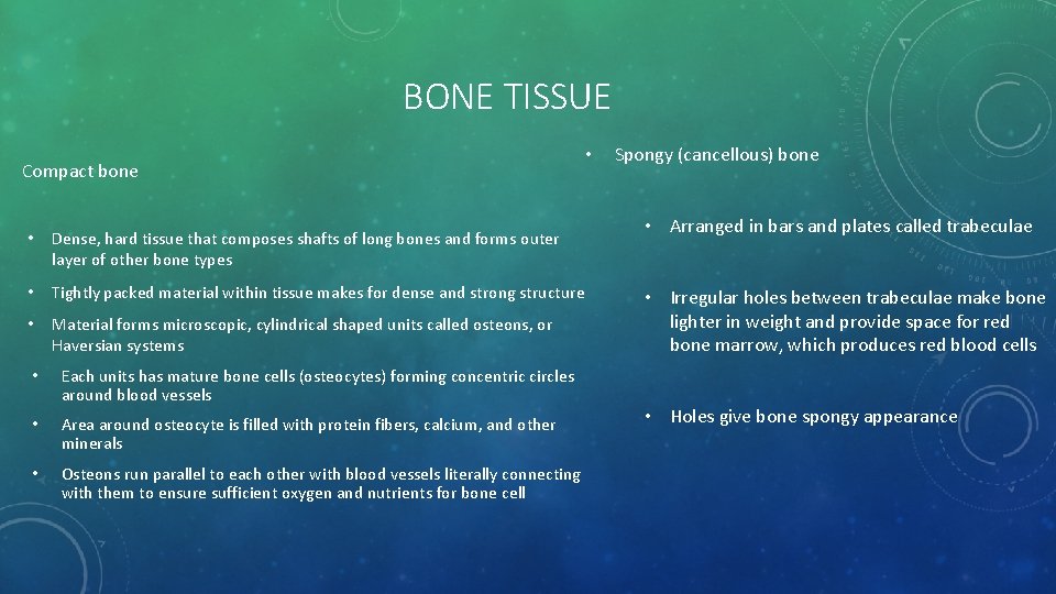 BONE TISSUE Compact bone • Dense, hard tissue that composes shafts of long bones