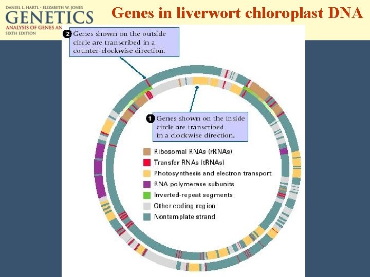 Genes in liverwort chloroplast DNA 