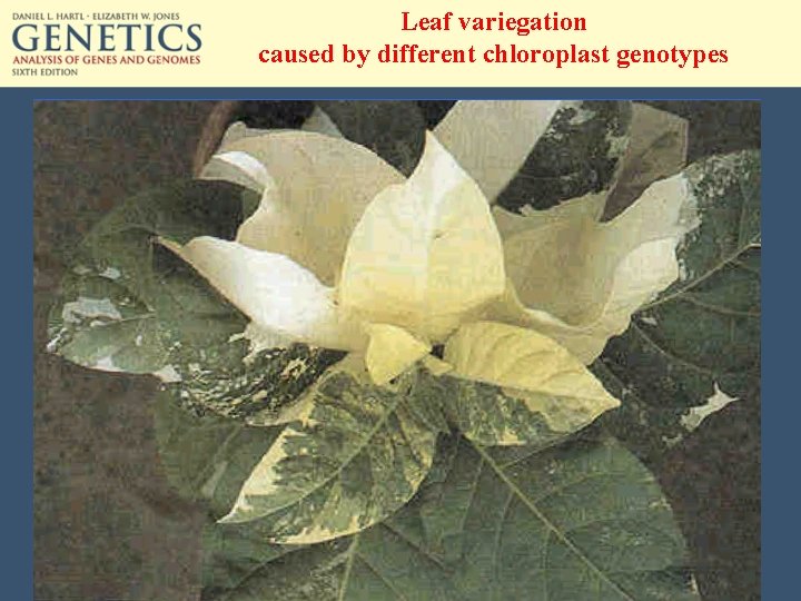 Leaf variegation caused by different chloroplast genotypes 