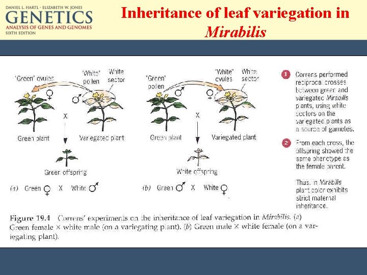 Inheritance of leaf variegation in Mirabilis 