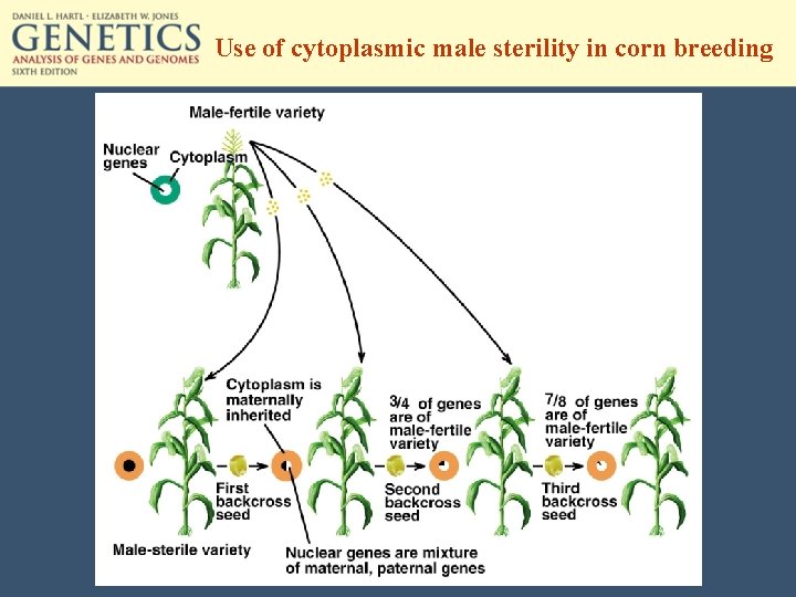 Use of cytoplasmic male sterility in corn breeding 