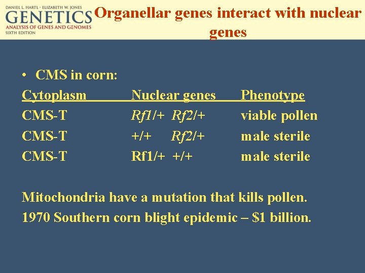 Organellar genes interact with nuclear genes • CMS in corn: Cytoplasm CMS-T Nuclear genes