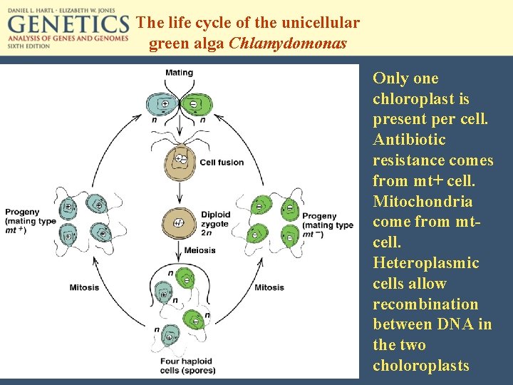 The life cycle of the unicellular green alga Chlamydomonas Only one chloroplast is present