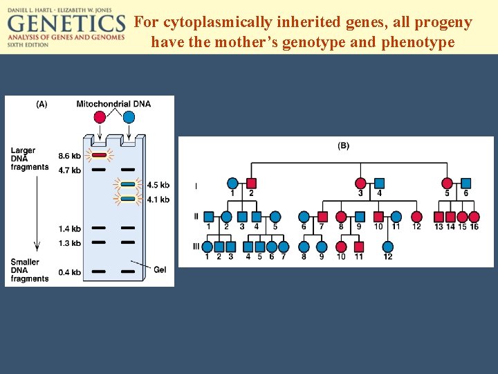 For cytoplasmically inherited genes, all progeny have the mother’s genotype and phenotype 