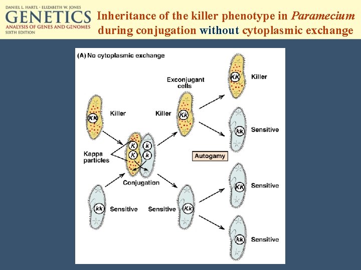 Inheritance of the killer phenotype in Paramecium during conjugation without cytoplasmic exchange 