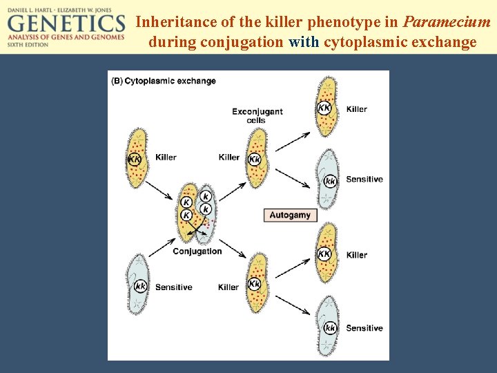 Inheritance of the killer phenotype in Paramecium during conjugation with cytoplasmic exchange 