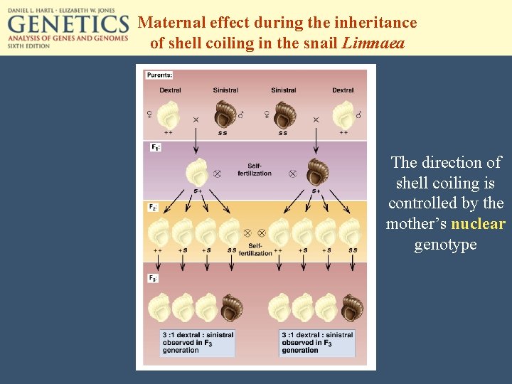 Maternal effect during the inheritance of shell coiling in the snail Limnaea The direction