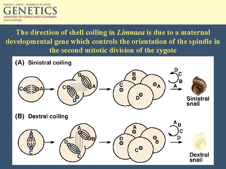 The direction of shell coiling in Limnaea is due to a maternal developmental gene