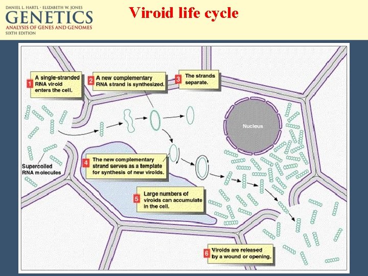 Viroid life cycle 
