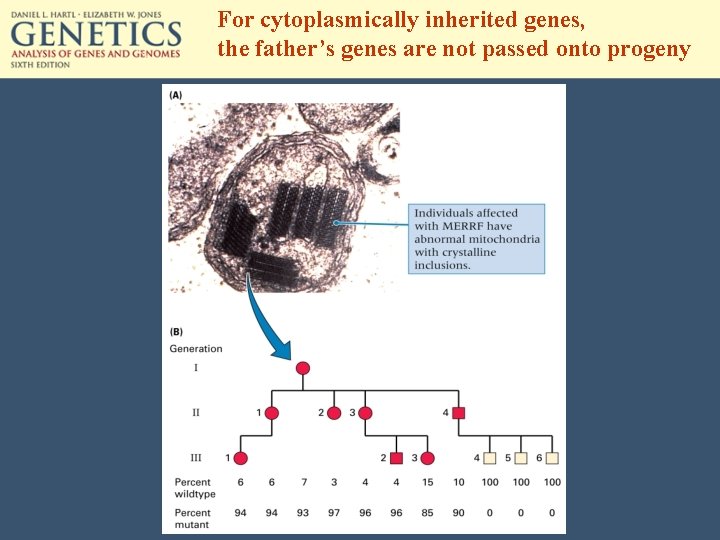 For cytoplasmically inherited genes, the father’s genes are not passed onto progeny 