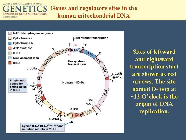 Genes and regulatory sites in the human mitochondrial DNA Sites of leftward and rightward