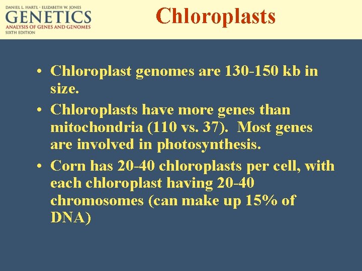 Chloroplasts • Chloroplast genomes are 130 -150 kb in size. • Chloroplasts have more