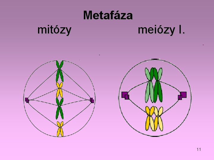 Metafáza mitózy meiózy I. 11 