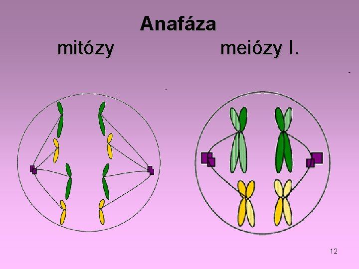 Anafáza mitózy meiózy I. 12 