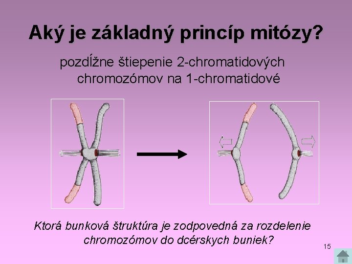 Aký je základný princíp mitózy? pozdĺžne štiepenie 2 -chromatidových chromozómov na 1 -chromatidové Ktorá