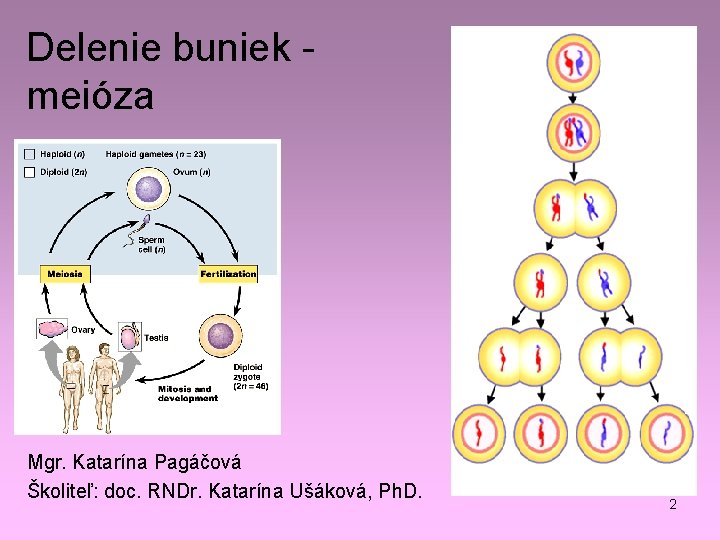 Delenie buniek meióza Mgr. Katarína Pagáčová Školiteľ: doc. RNDr. Katarína Ušáková, Ph. D. 2