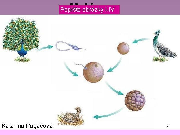 Meióza Popíšte obrázky I-IV Katarína Pagáčová 3 