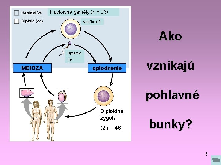 Haploidné gaméty (n = 23) Vajíčko (n) Ako Spermia (n) MEIÓZA oplodnenie vznikajú pohlavné