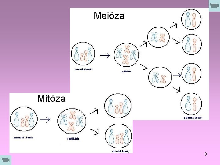 Meióza Mitóza 8 