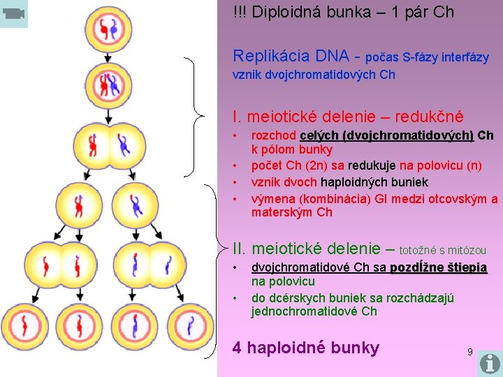 !!! Diploidná bunka – 1 pár Ch Replikácia DNA - počas S-fázy interfázy vznik