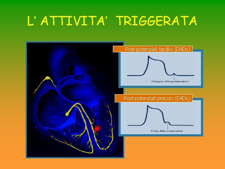L’ ATTIVITA’ TRIGGERATA Post-potenziali tardivi (DADs) Post-potenziali precoci (EADs) L’ ATTIVITA’ TRIGGERATA Post-potenziali tardivi (DADs) Post-potenziali precoci (EADs)