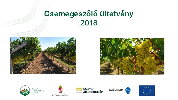 Csemegeszőlő ültetvény 2018 Csoportos tájékoztatókhoz aktualizált ppt-k bekérése 