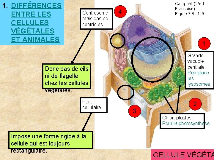 1. DIFFÉRENCES ENTRE LES CELLULES VÉGÉTALES ET ANIMALES Centrosome mais pas de centrioles Campbell