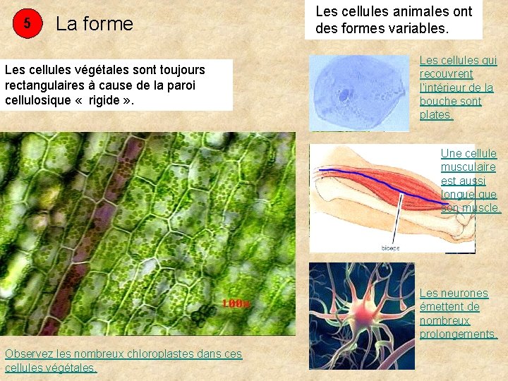 5 La forme Les cellules végétales sont toujours rectangulaires à cause de la paroi