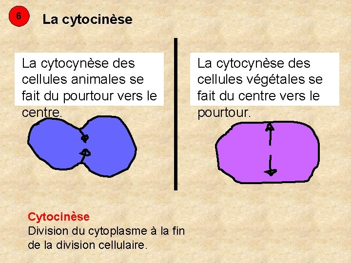 6 La cytocinèse La cytocynèse des cellules animales se fait du pourtour vers le