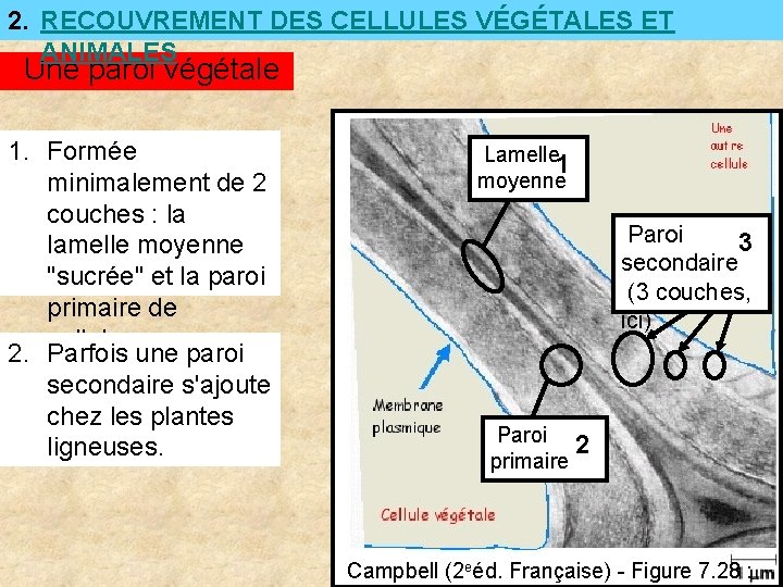 2. RECOUVREMENT DES CELLULES VÉGÉTALES ET ANIMALES Une paroi végétale 1. Formée minimalement de