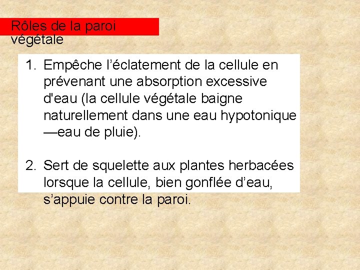 Rôles de la paroi végétale 1. Empêche l’éclatement de la cellule en prévenant une
