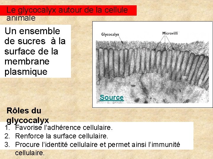 Le glycocalyx autour de la cellule animale Un ensemble de sucres à la surface