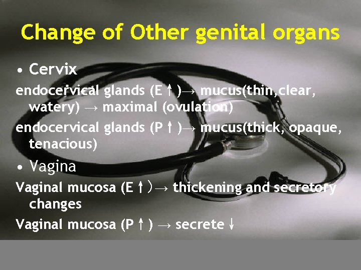 Change of Other genital organs • Cervix endocervical glands (E↑)→ mucus(thin, clear, watery) →