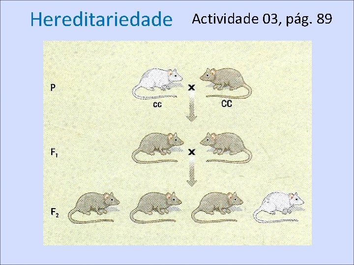 Hereditariedade Actividade 03, pág. 89 